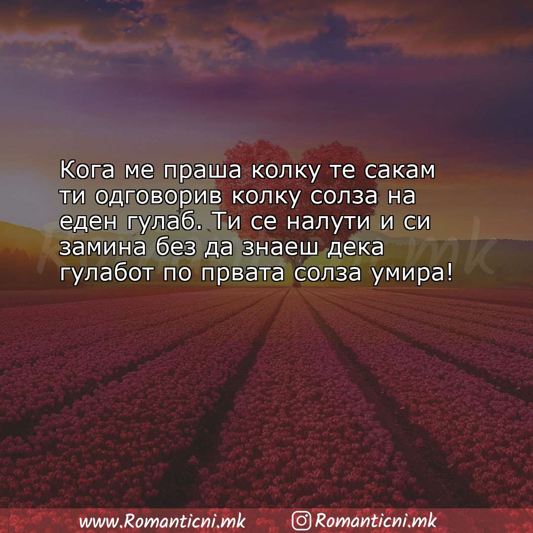 Роденденски пораки: Кога ме праша колку те сакам ти одговорив колку солза на еден гулаб. Ти