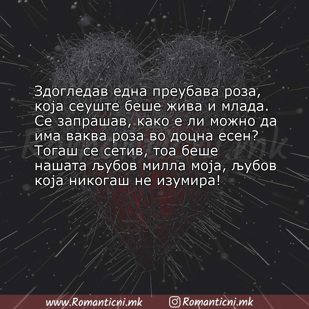 Љубовна порака: Здогледав една преубава роза, која сеуште беше жива и млада. Се запрашав, како е ли можно да има вакв